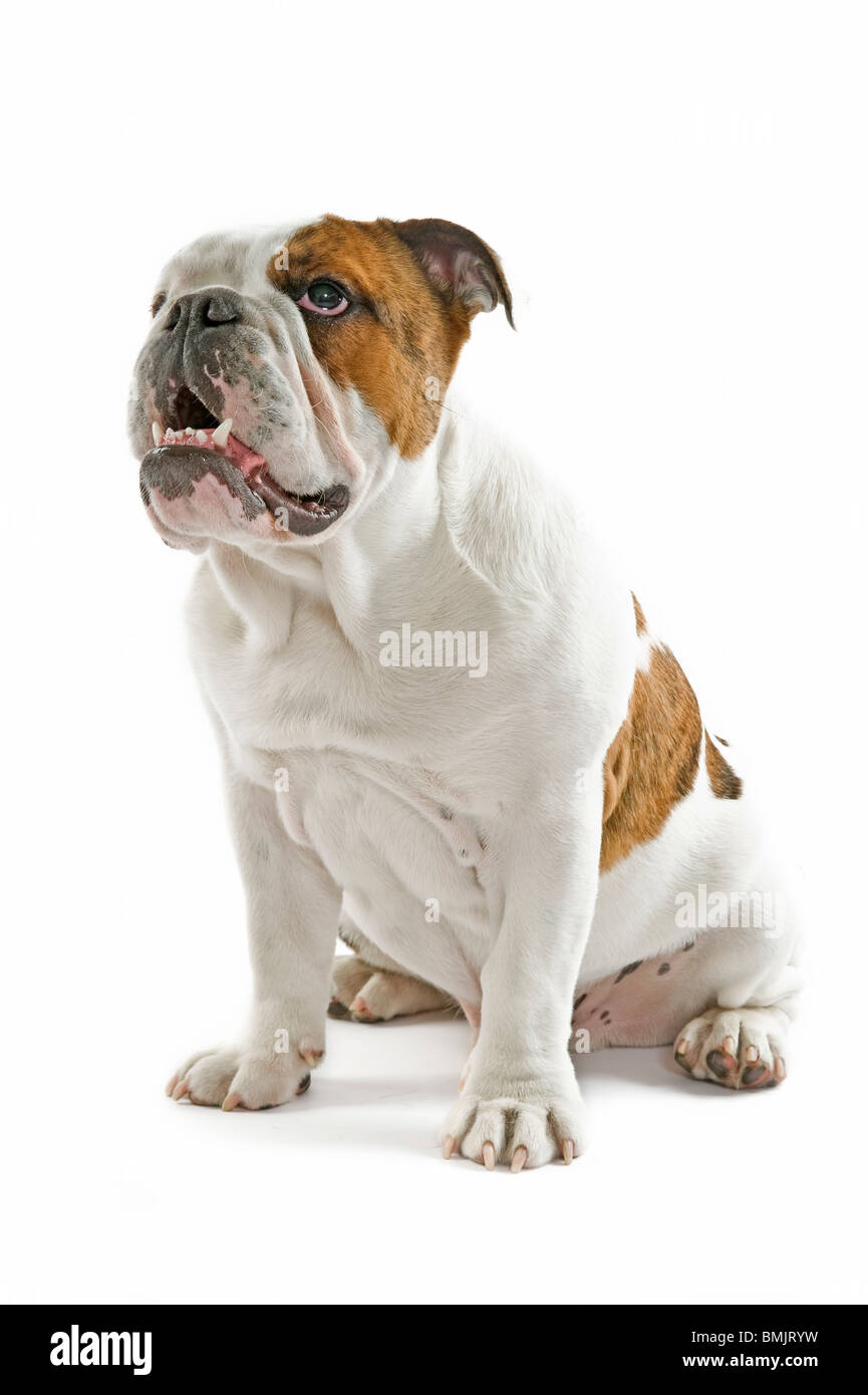 A 6 month old male British Bulldog against a pure white (255rgb) background. Stock Photo
