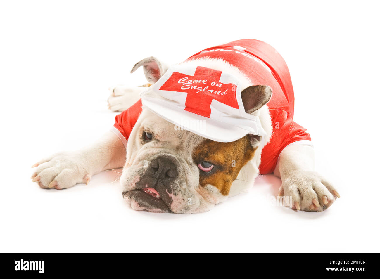 A British Bulldog lying down wearing an England team football shirt and cap against a white background looking quite fed up. Stock Photo