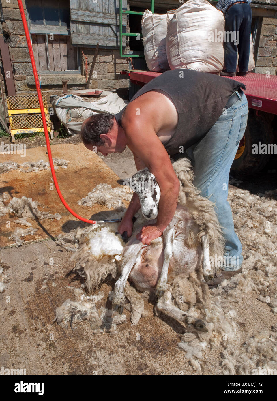 Sheep Shearing on Yorkshire Farm Stock Photo
