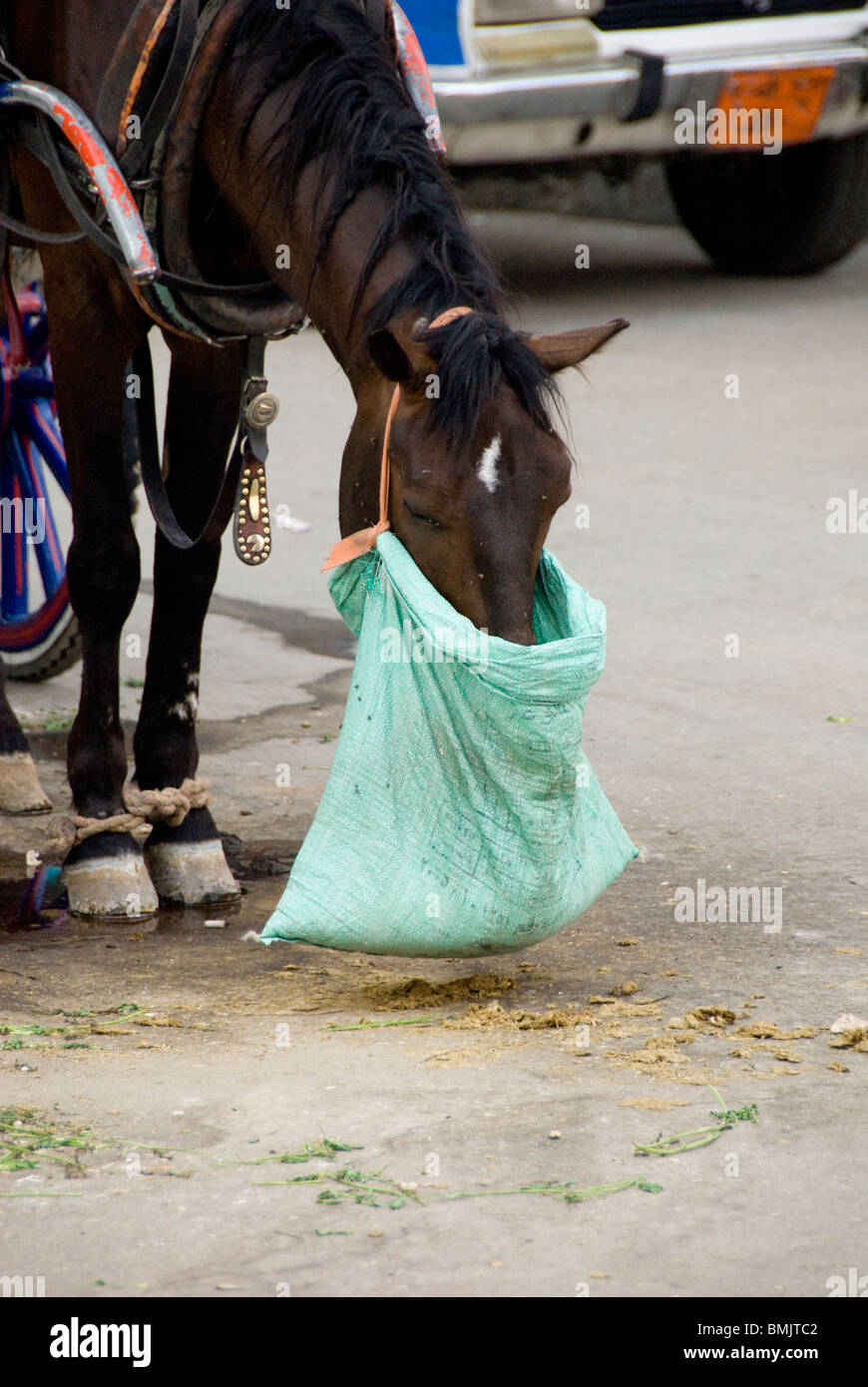 Egypt, Luxor. Street carriage horse eating from feed bag. Stock Photo