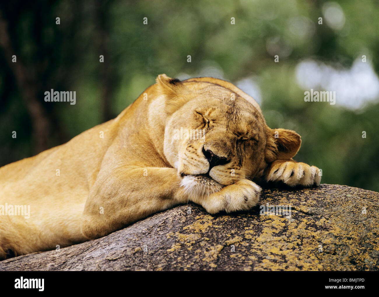 lioness sleeping on a rock / Panthera leo Stock Photo Alamy