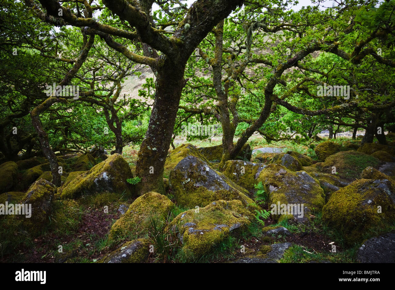 Ancient oak trees in Wistmans Wood, Dartmoor National Park, Devon, England Stock Photo