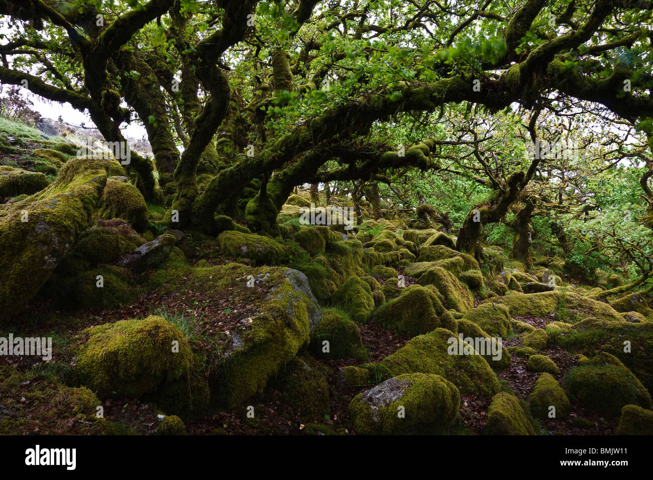 Ancient oak trees in Wistmans Wood, Dartmoor National Park, Devon, England Stock Photo