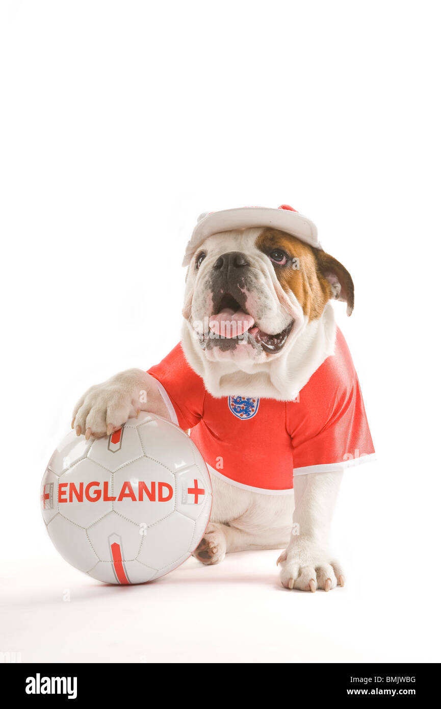 Dog football shirt hi-res stock photography and images - Alamy
