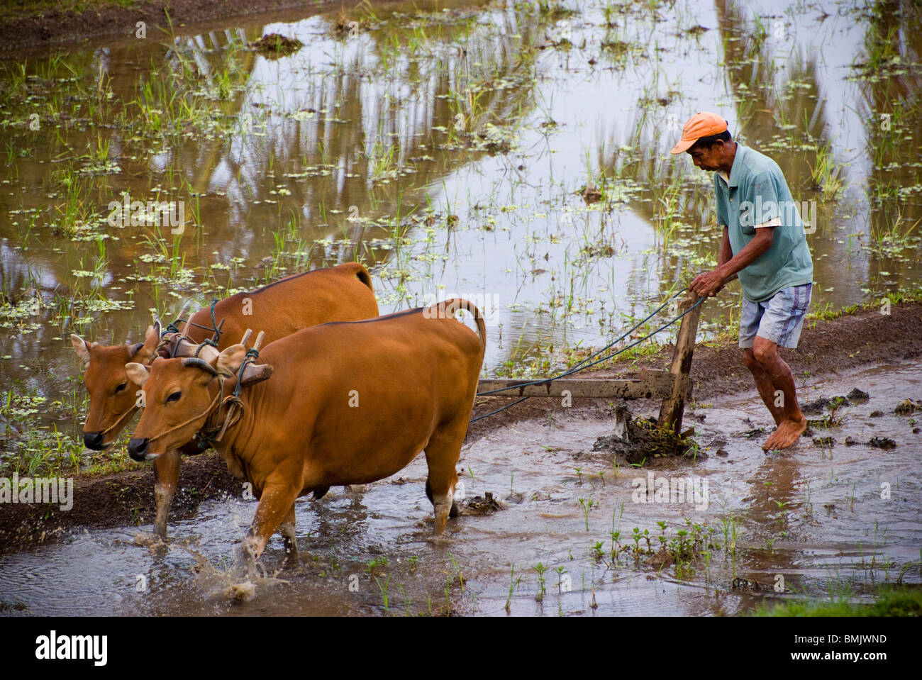 Rice fields in Bali, Indonesia, are still plowed by cows. Work begins early and continues all day. An eco frienldy way to farm. Stock Photo