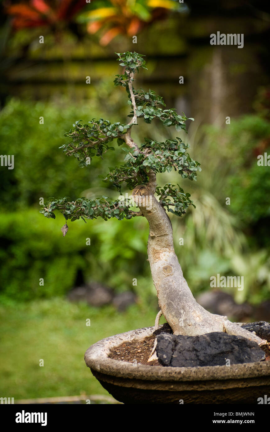 On the grounds of Villa Sankih, Umajero, Bali, the owner has created a beautiful bonsai garden of expert quality. Stock Photo