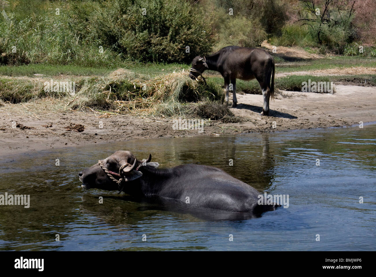 Water buffaloes in the Nile River in the First Cataract Islands