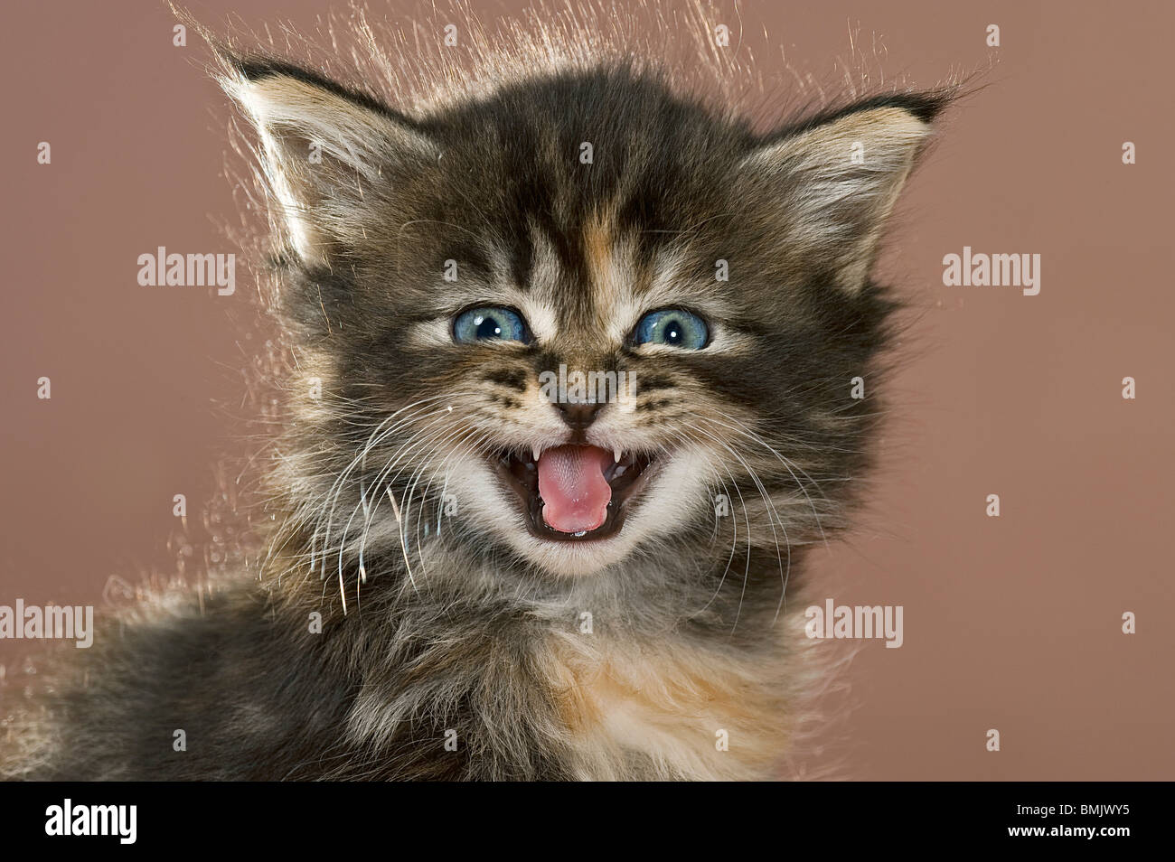Maine Coon cat. Kitten meowing, portrait Stock Photo Alamy