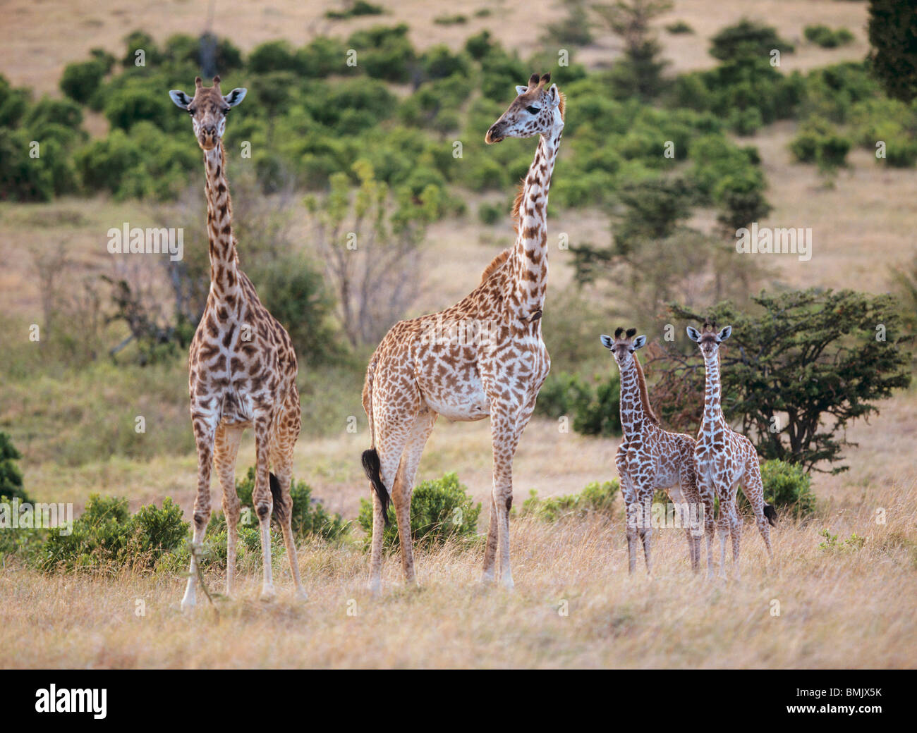 two Giraffes with two cubs / Giraffa camelopardalis Stock Photo