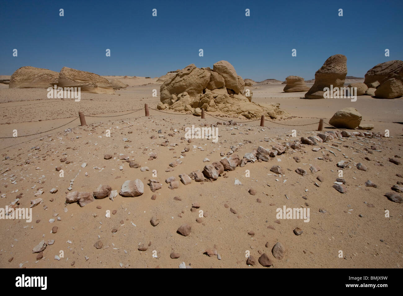 Vertebrae of a basilosaurus hires stock photography and images Alamy
