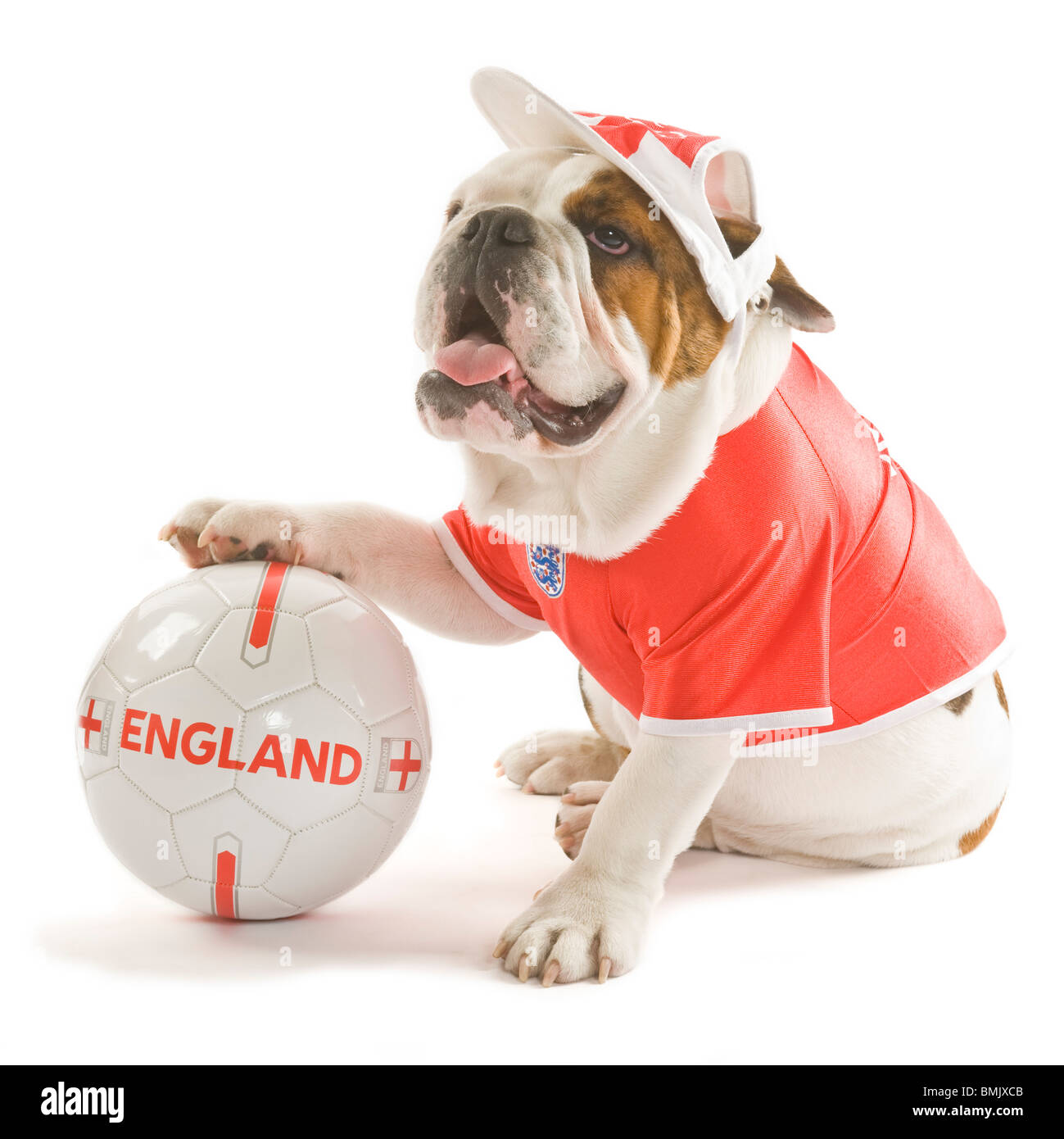 A British Bulldog with a football while wearing an England team football shirt and cap against a white background. Stock Photo