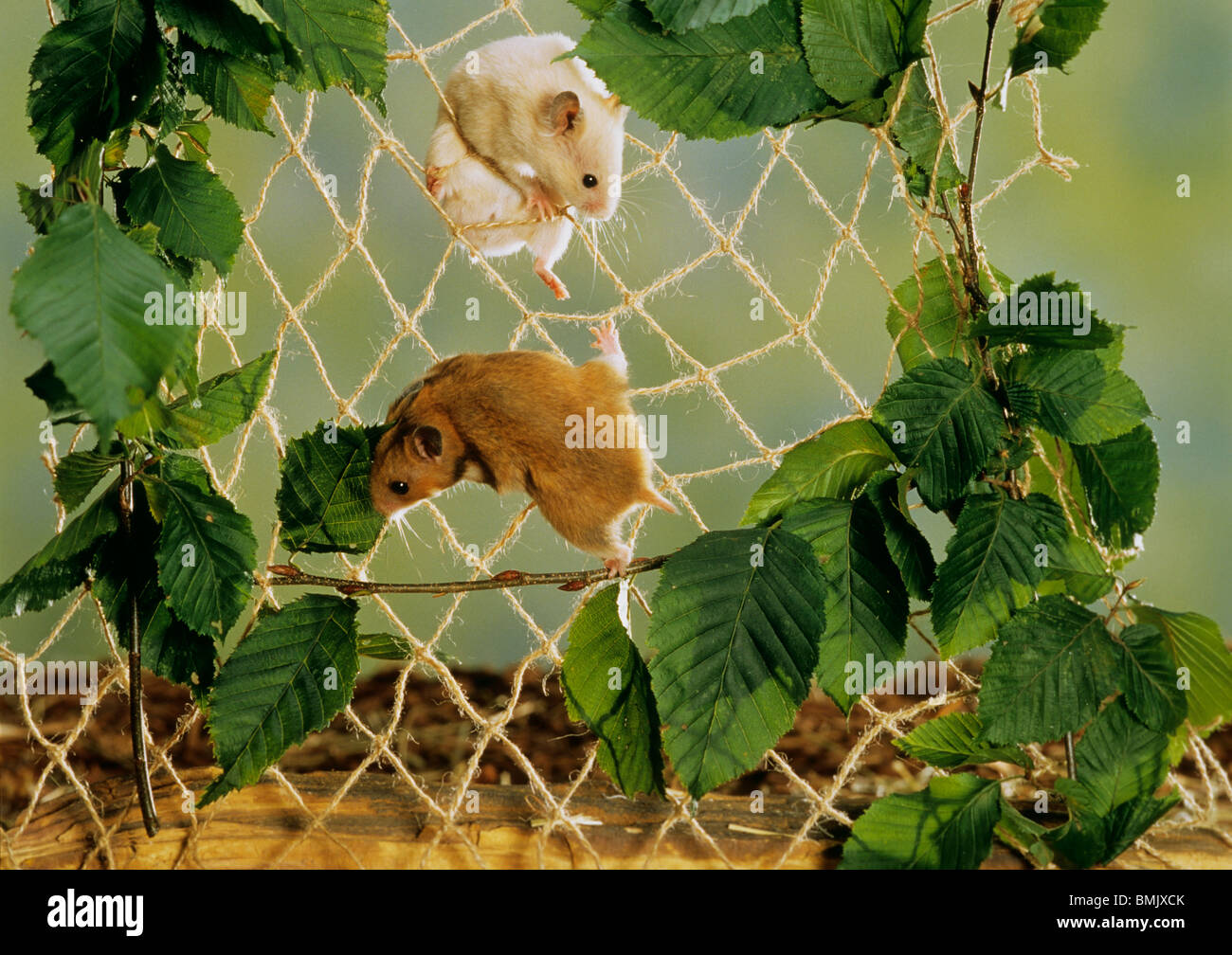 two hamsters climbing at a net Stock Photo Alamy