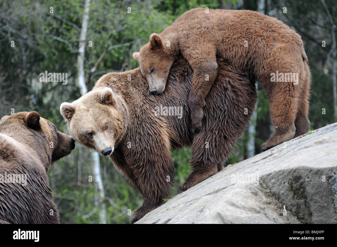 Brown bears (father, mother, son) Stock Photo