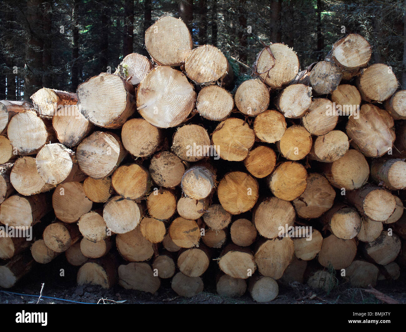 Newly Cut Timber in a Scottish Highland Forest Stock Photo Alamy