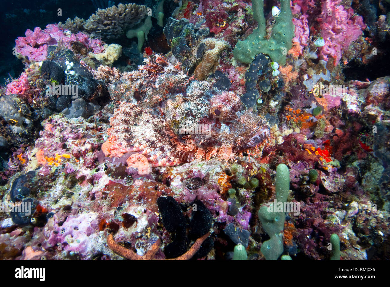 Scorpionfish (Scorpaenidae) well camouflaged in a coral reef in the Maldives Stock Photo