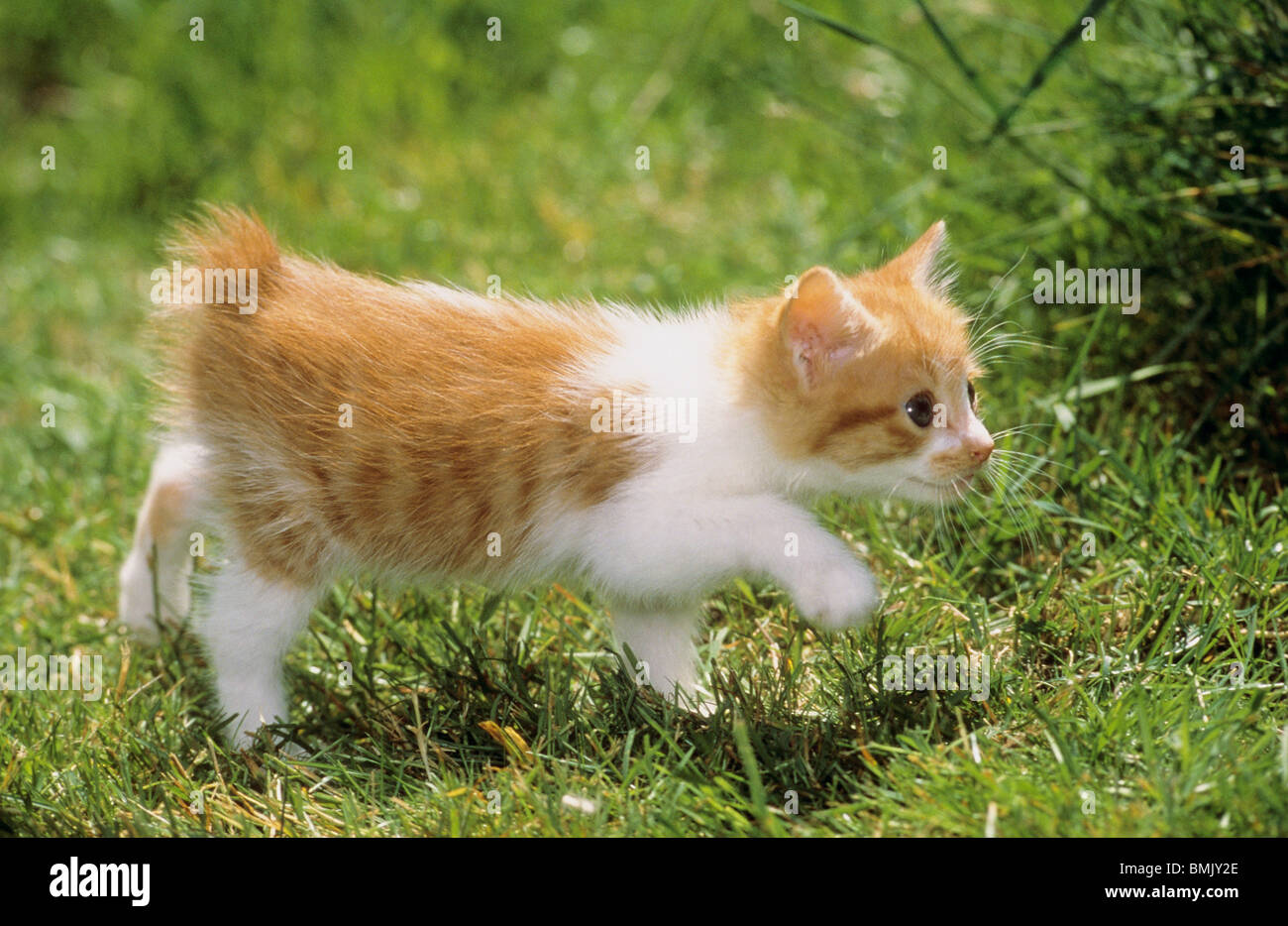 Japanese Bobtail cat.Kitten walking on a meadow Stock Photo