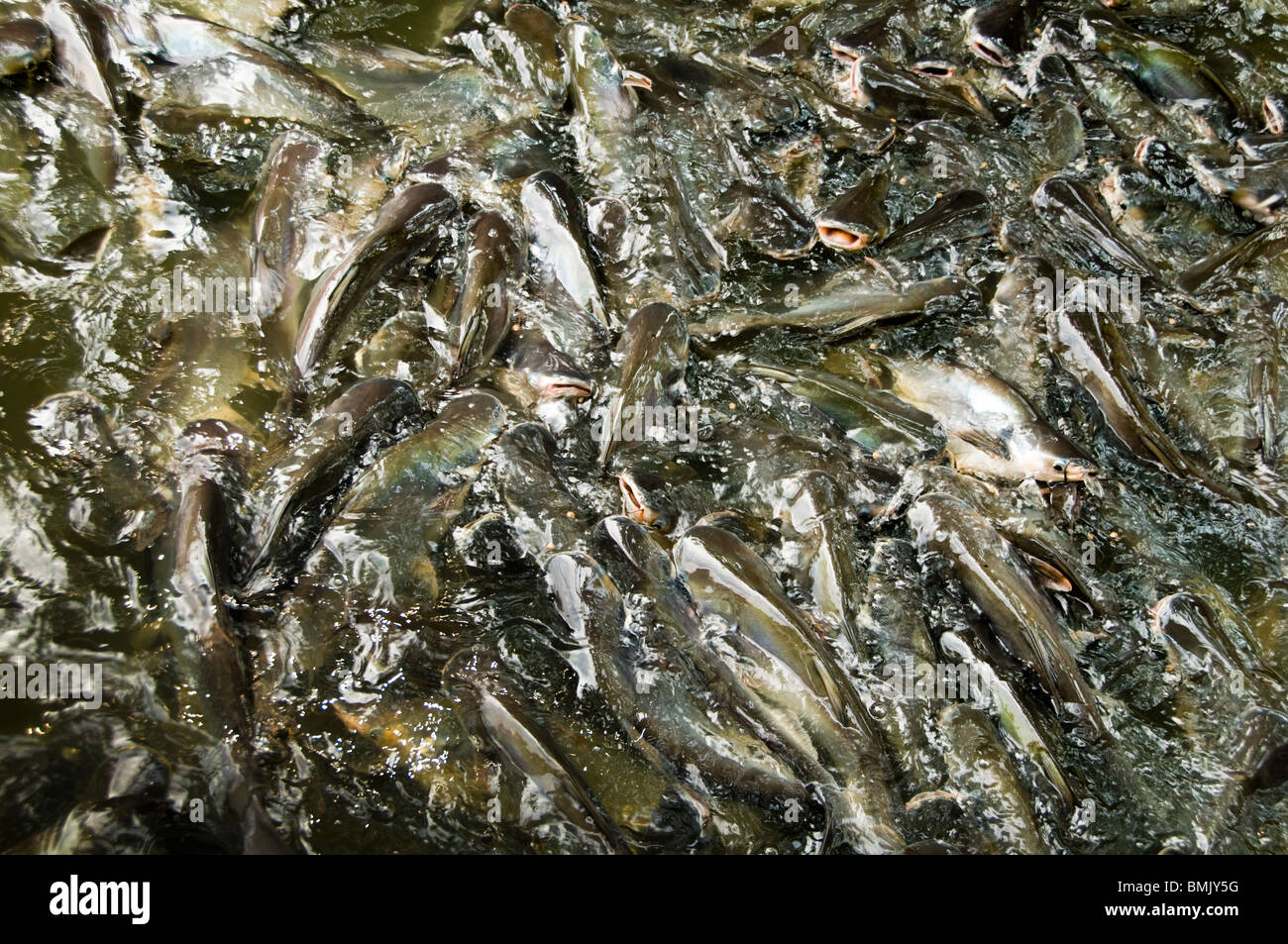 crowded catfish fighting for given food. Stock Photo