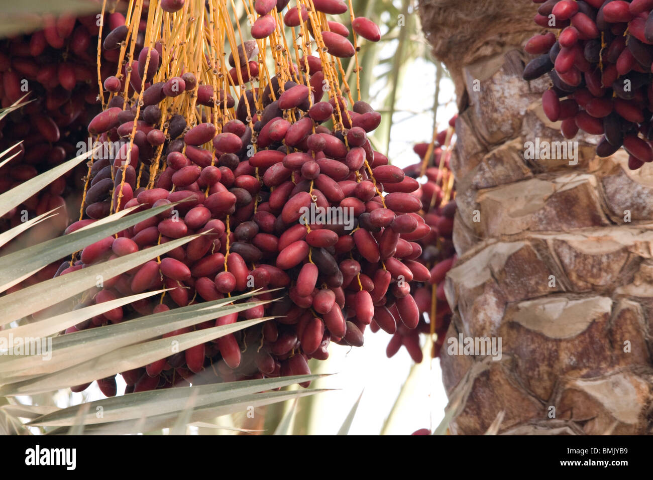 Dates on a palm tree, Memphis, Al Jizah, Egypt Stock Photo Alamy