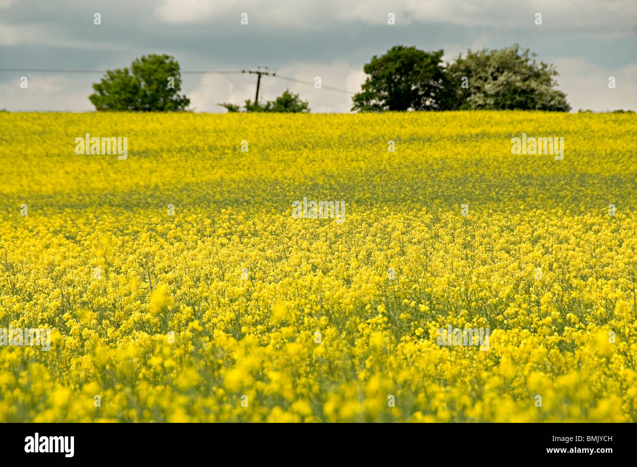 an oil seed rape field in nottinghamshire england Stock Photo - Alamy