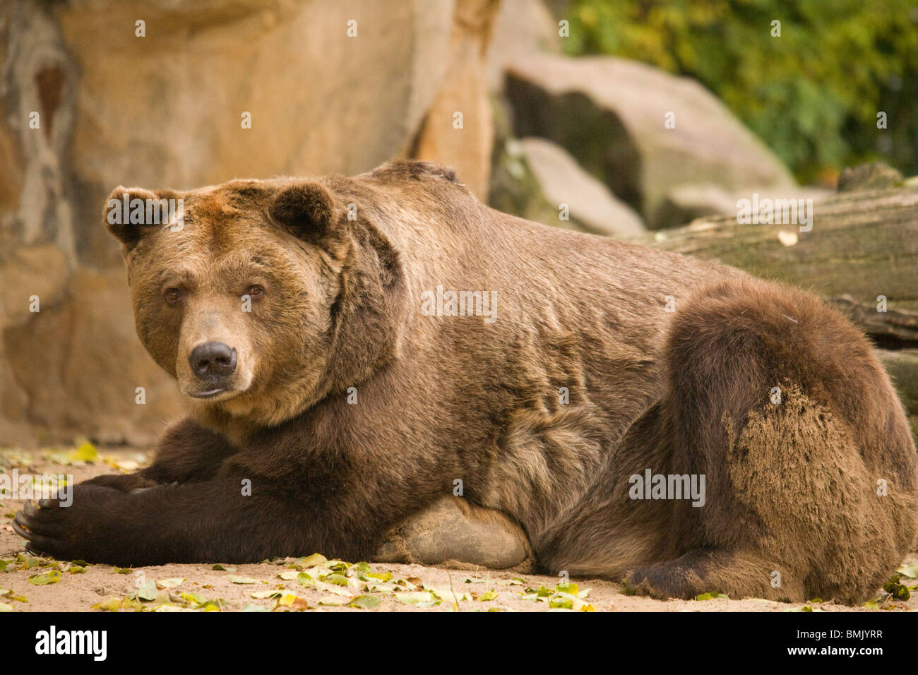 European Brown Bear in Berlin Zoo, Germany. Ursus arctos Stock Photo ...