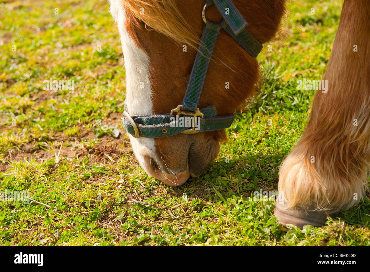 Horses mouth close up eating grass Stock Photo Alamy