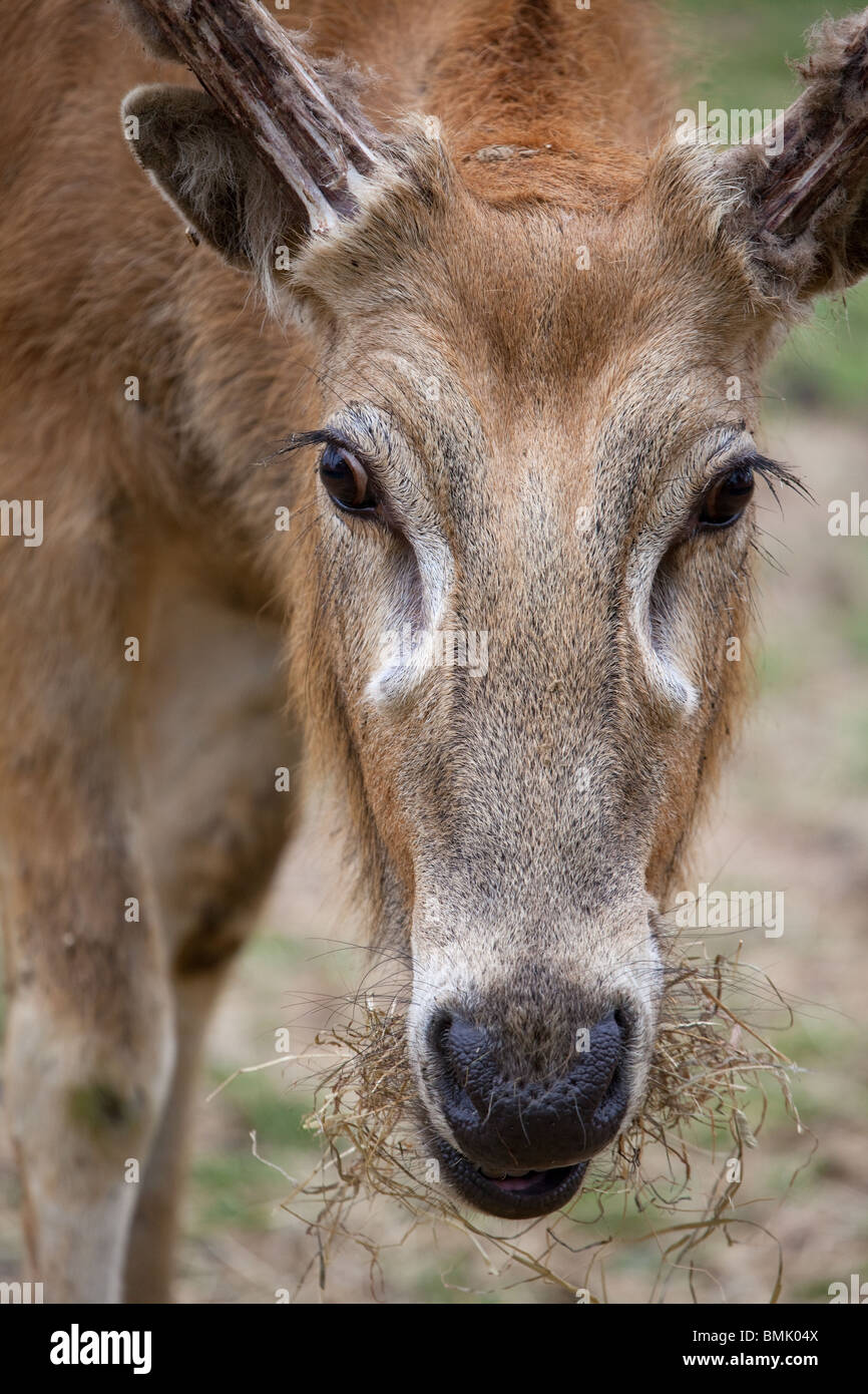 A profile portrait of a Pere David's Deer Stock Photo