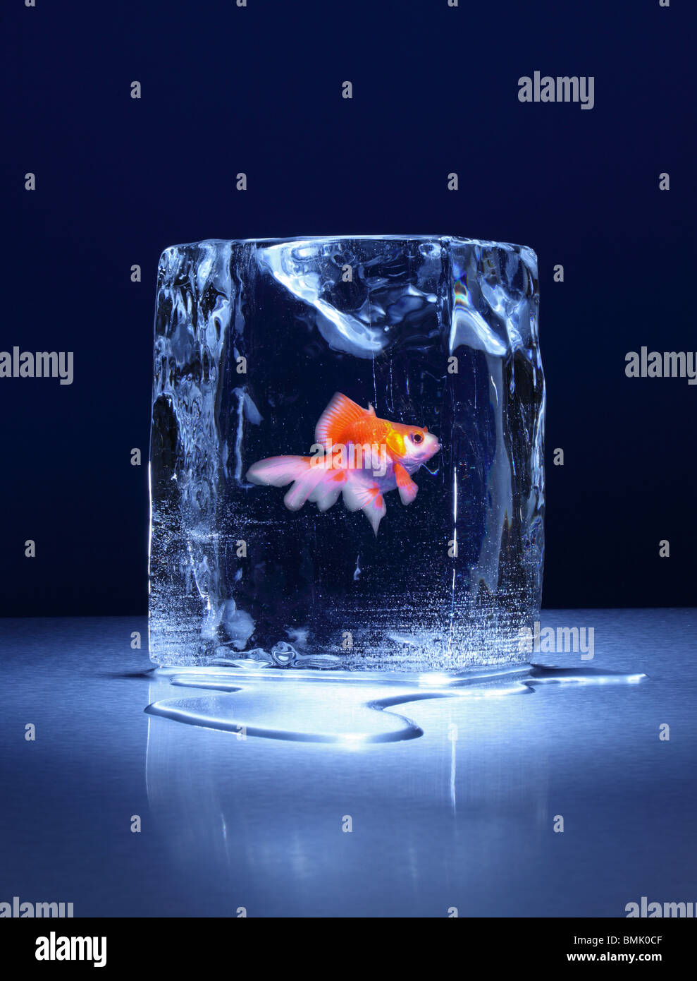 https://c8.alamy.com/comp/BMK0CF/a-frozen-block-of-ice-with-a-goldfish-inside-on-a-metal-surface-BMK0CF.jpg