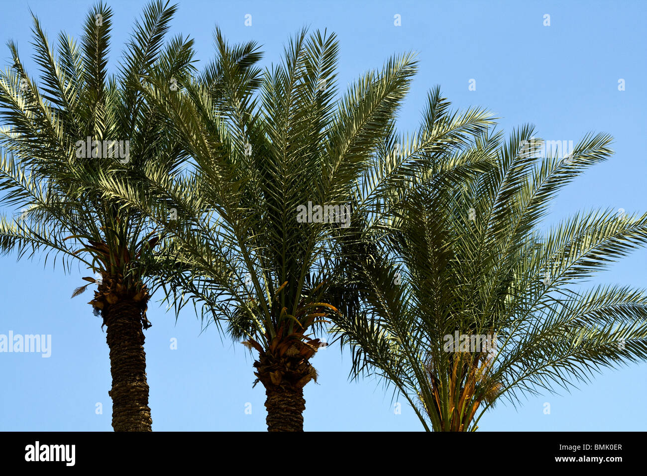 Palm trees in Egypt Stock Photo Alamy