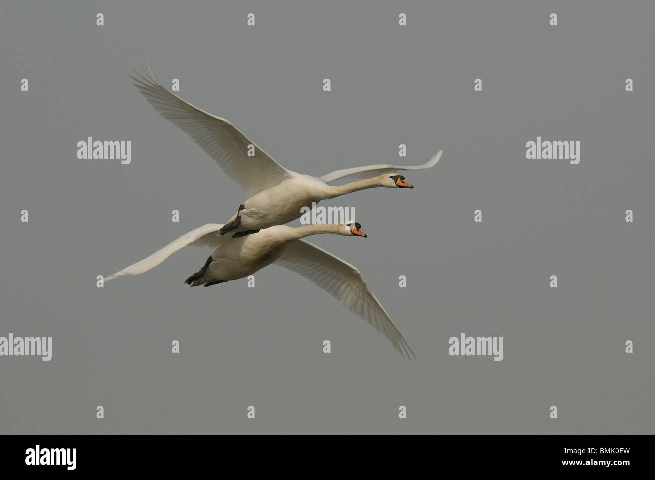 Mute Swans in flight Stock Photo Alamy