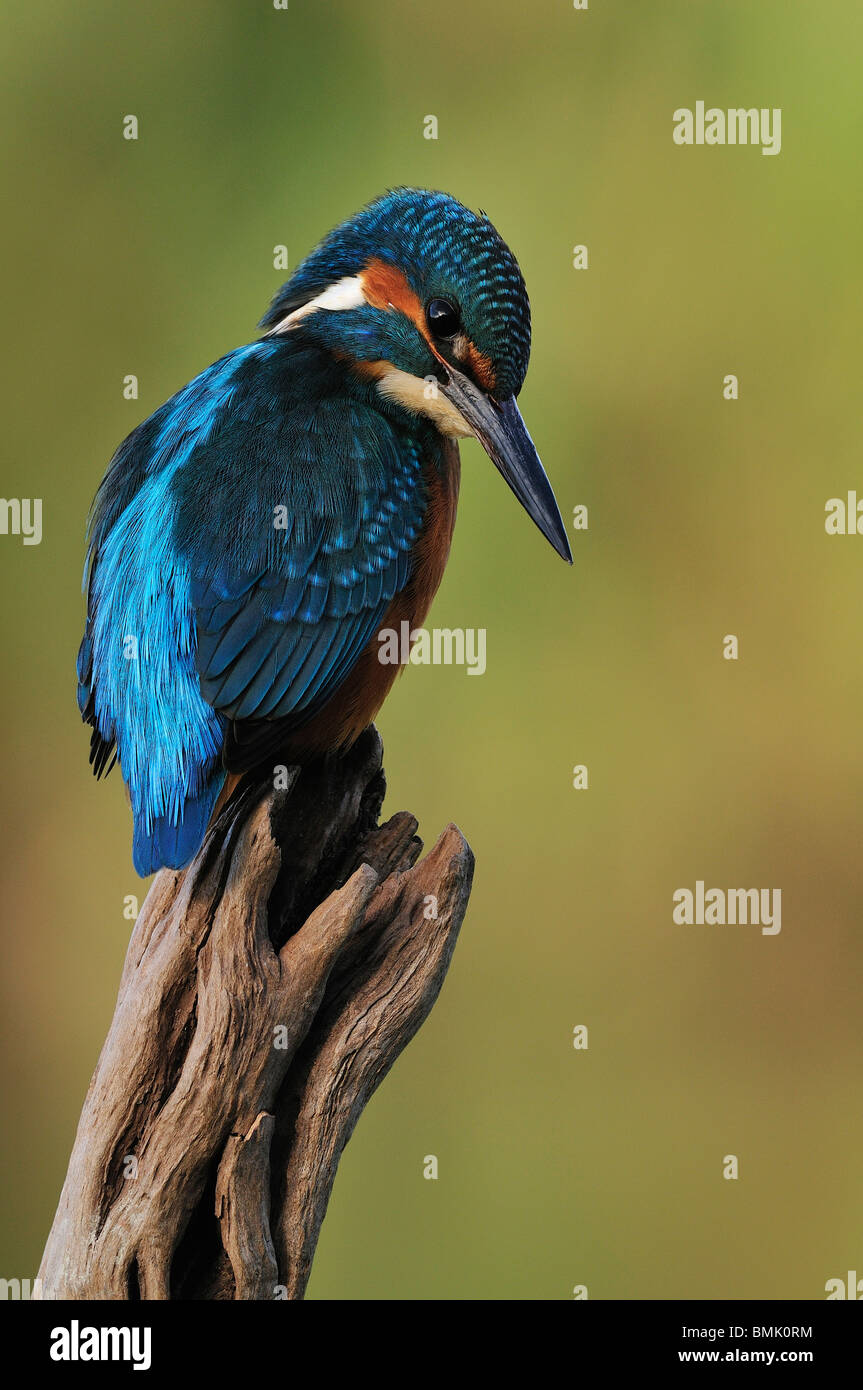 Kingfisher (Alcedo atthis) perched on the river Tajo in Spain, in Autumn. Stock Photo