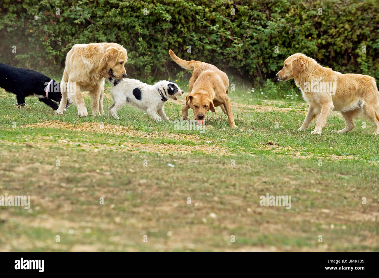 different dogs - playing Stock Photo