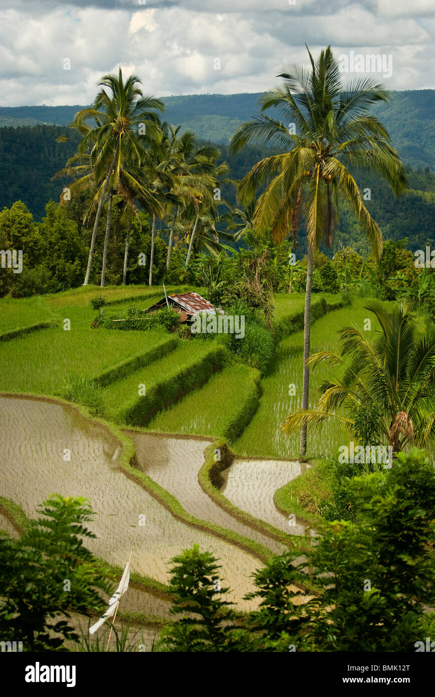 A beautiful terraced rice field in the rural village of Umajero, Bali has just been planted and the area flooded for irrigation. Stock Photo