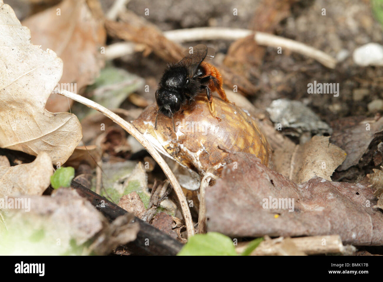 Osmia bicolor, a wild bee, building a nest in an old snail shell. Stock Photo