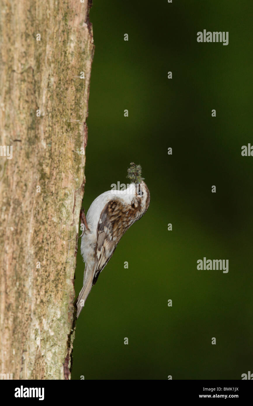Treecreeper, Certhia familiaris, single bird on tree at nest entrance, Midlands, May 2010 Stock Photo