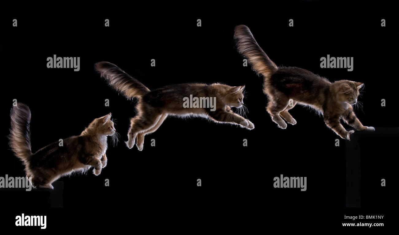 Maine Coon cat jumping Stock Photo Alamy