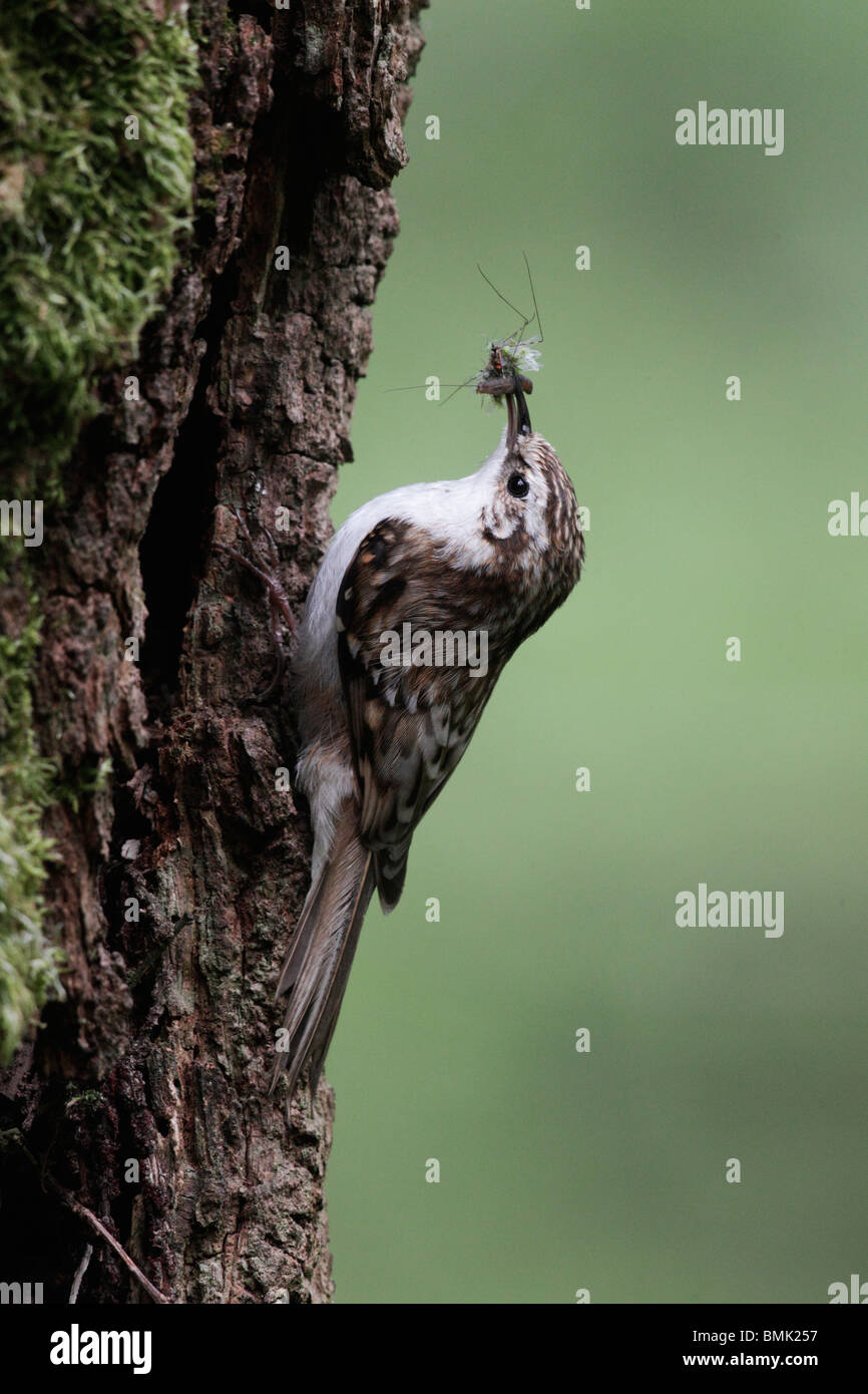 Treecreeper, Certhia familiaris, single bird on tree at nest entrance, Midlands, May 2010 Stock Photo