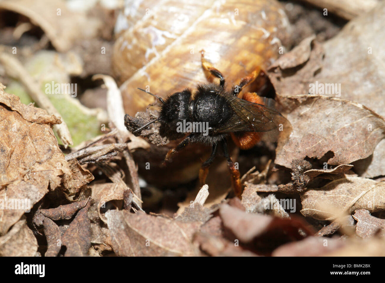 Osmia bicolor, a wild bee, building a nest in an old snail shell. Stock Photo