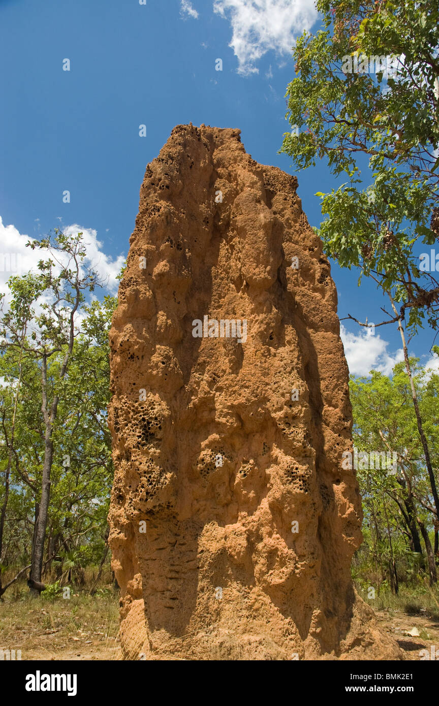 Termite Mounds Northern Territory Australia Stock Photo