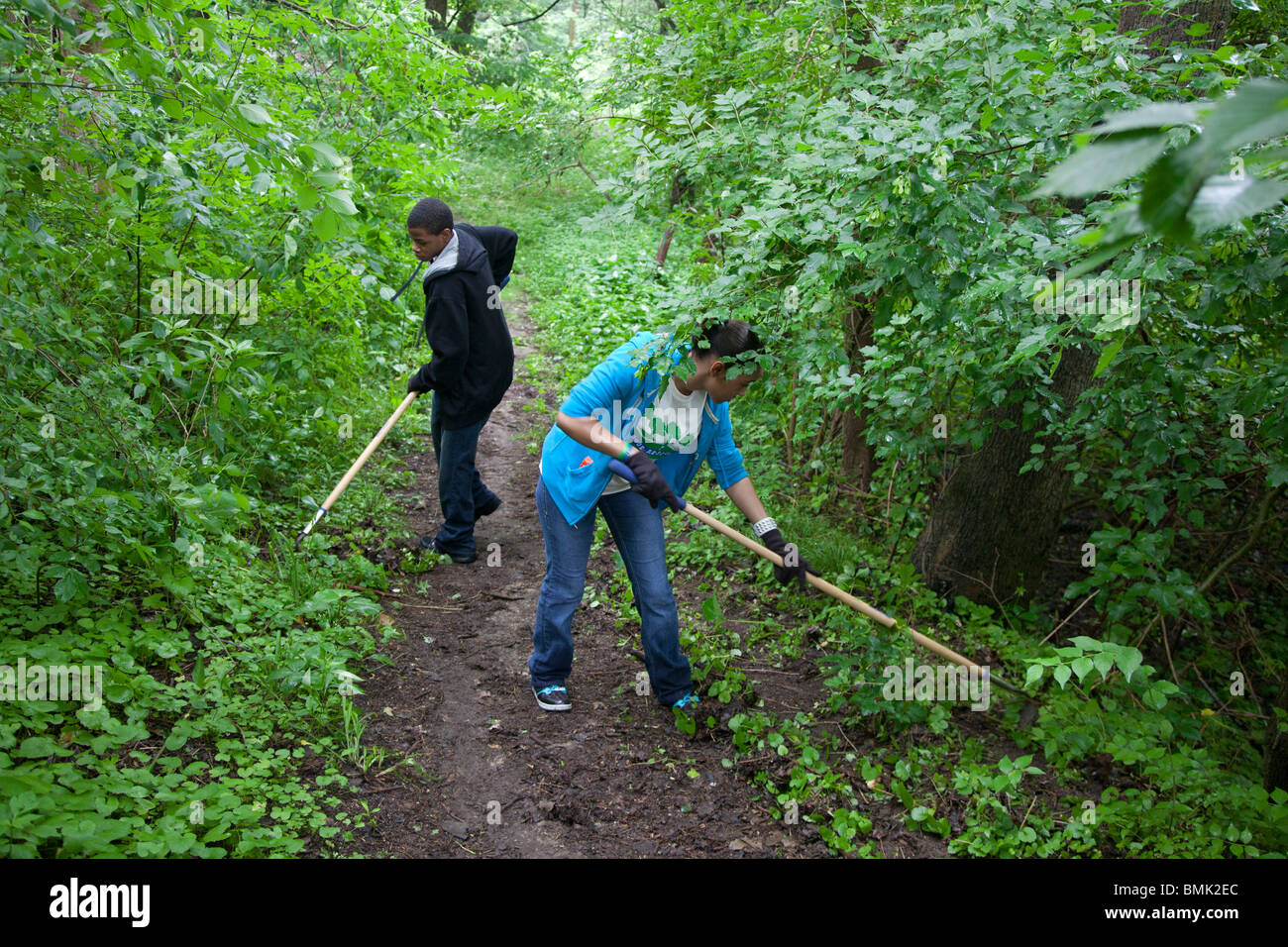 Detroit, Michigan - Volunteers worked on a nature trail to remove invasive garlic mustard in Eliza Howell Park. Stock Photo
