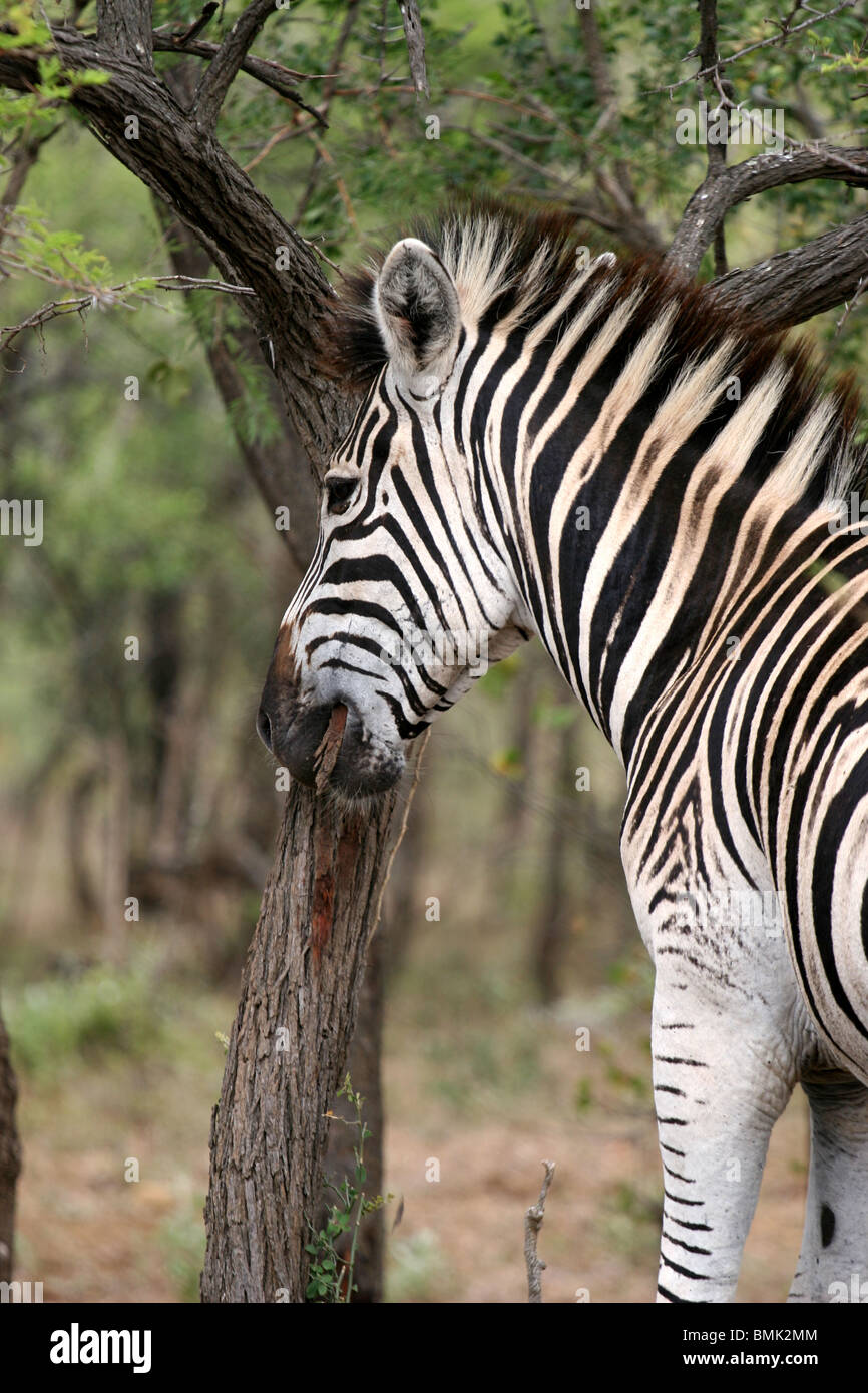 Zebra eating tree bark at HluhluweUmfolozi Game Reserve, Zululand