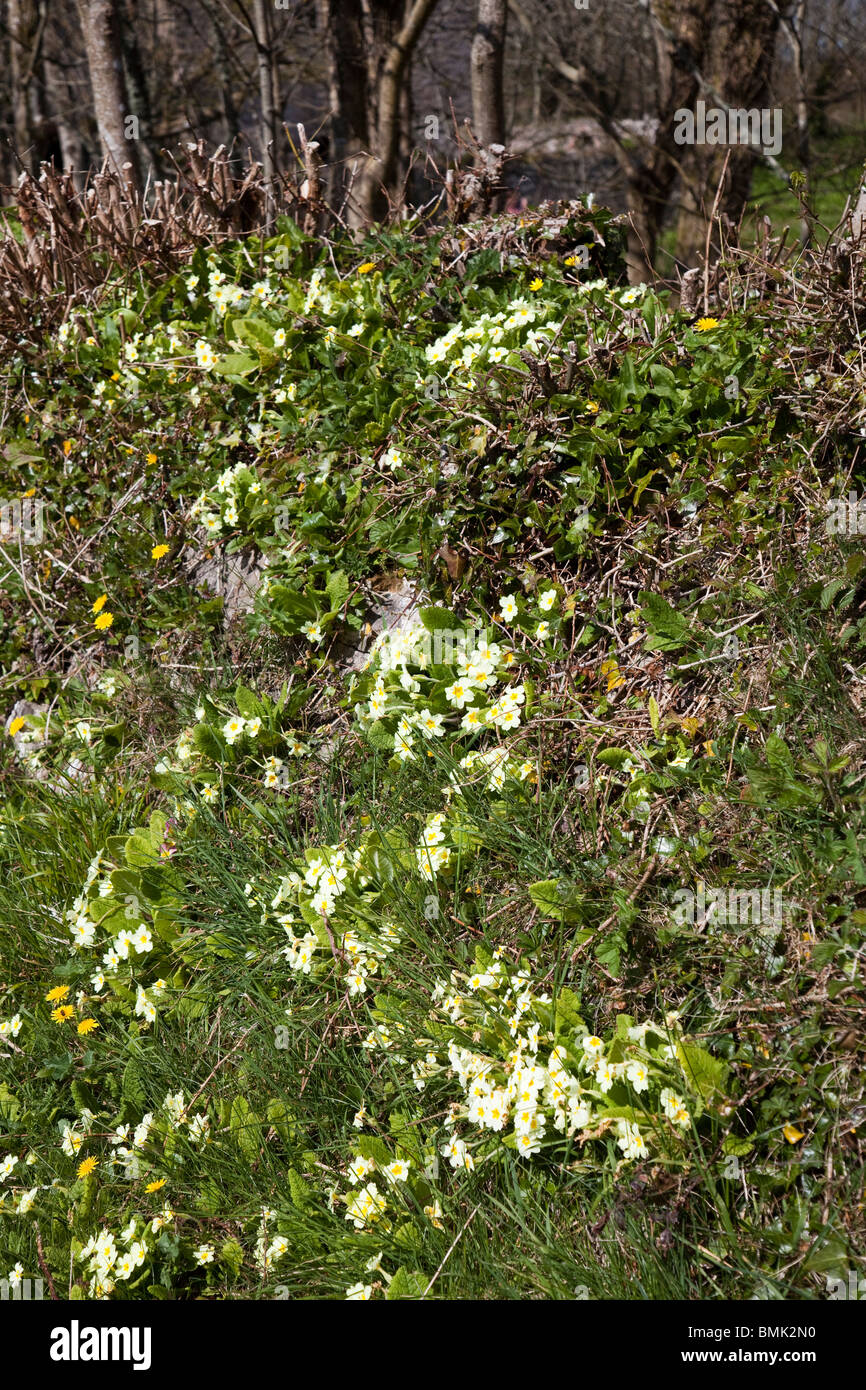 Overgrown wall covered in primroses Caldey Island Wales UK Stock Photo
