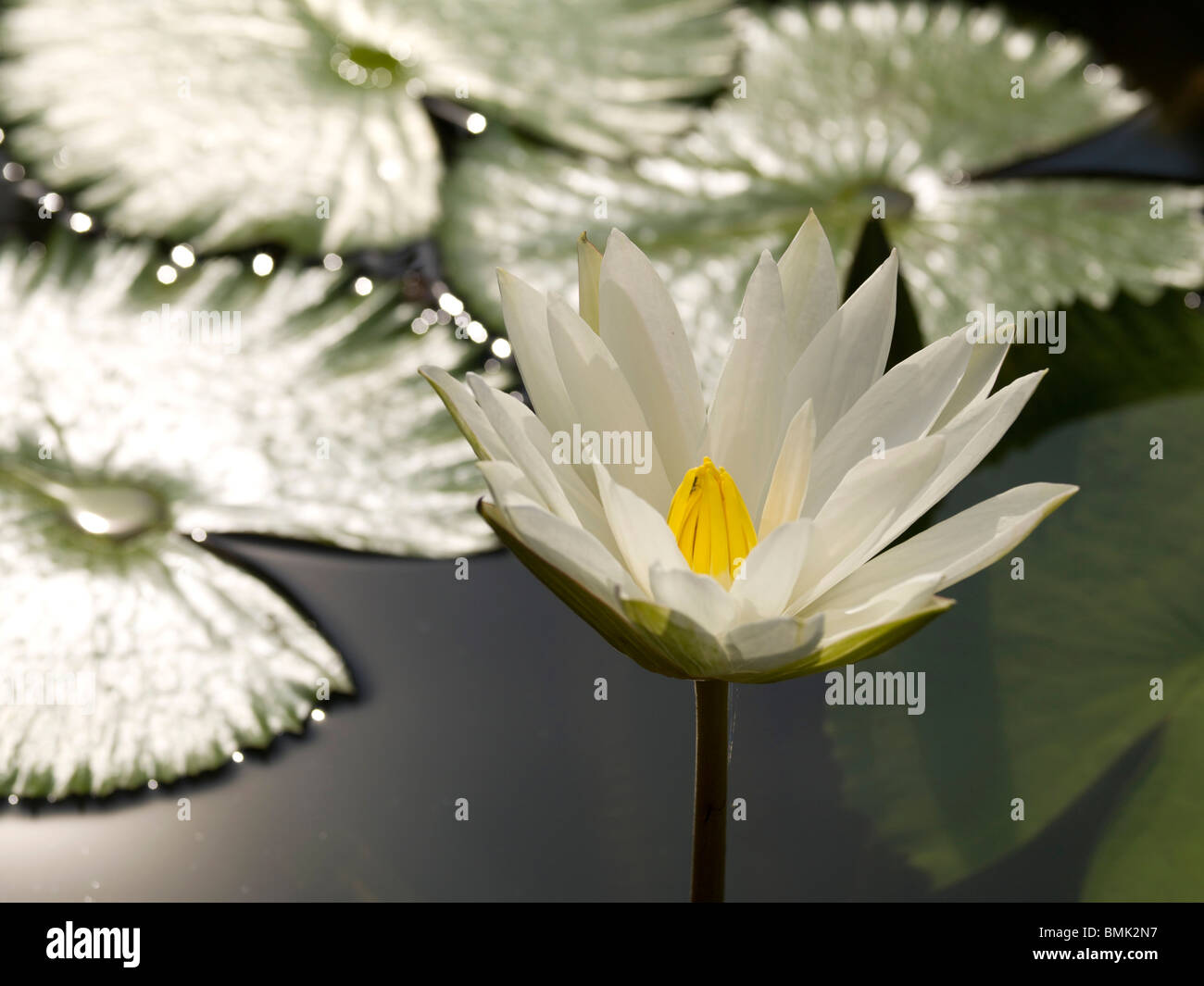 Asian water plants hi-res stock photography and images - Alamy