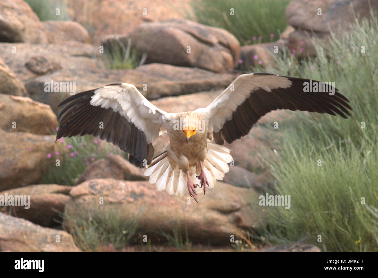 Egyptian vulture (Neophron percnopterus) Stock Photo