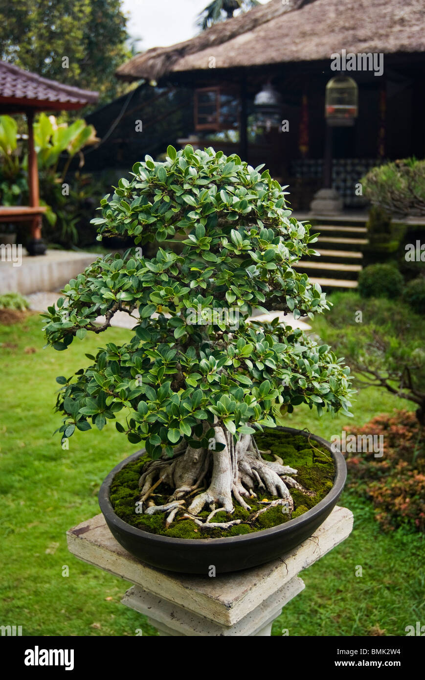 On the grounds of Villa Sankih, Umajero, Bali, the owner has created a beautiful bonsai garden of expert quality. Stock Photo