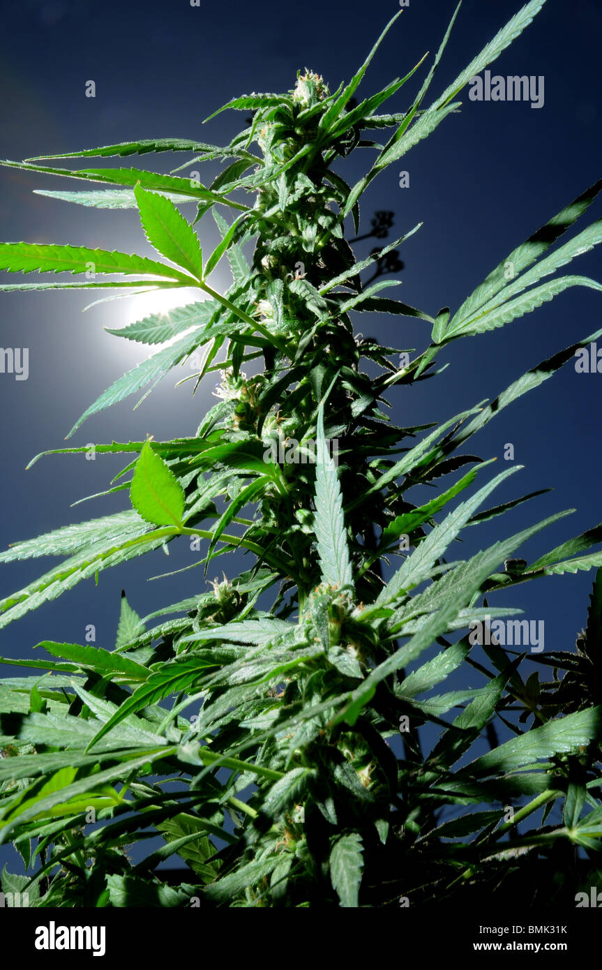 Legalization of marijuana, (Cannabis sativa), for medicinal uses will be on he ballot in Arizona, USA, in November. Stock Photo