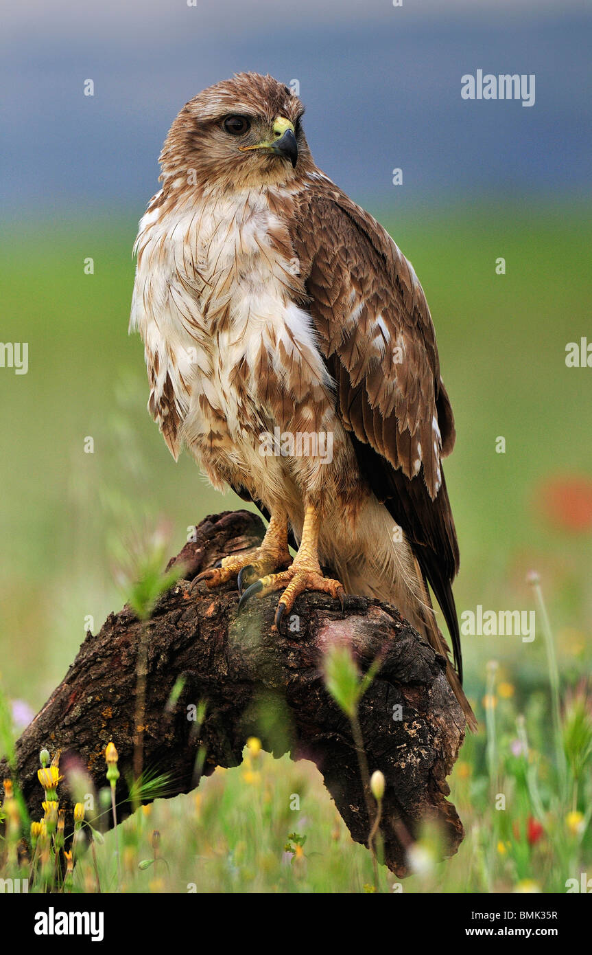 Buzzard with the first lights in the plains of Spain during the spring. Stock Photo