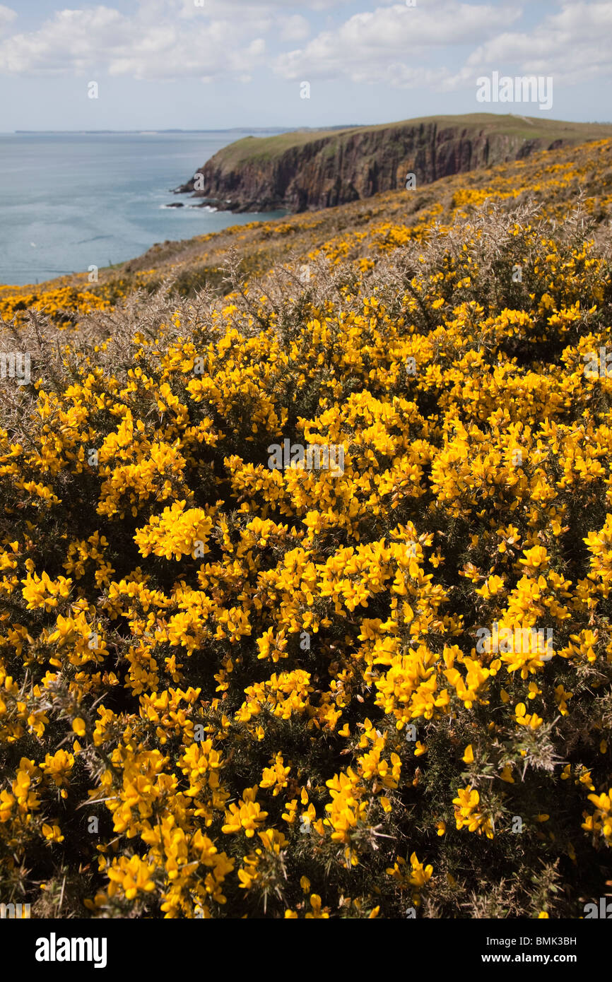 Gorse on sea cliffs Caldey Island Wales UK Stock Photo
