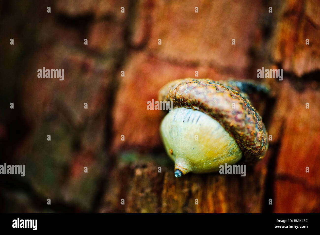 An acorn rests on a decaying tree stump Stock Photo