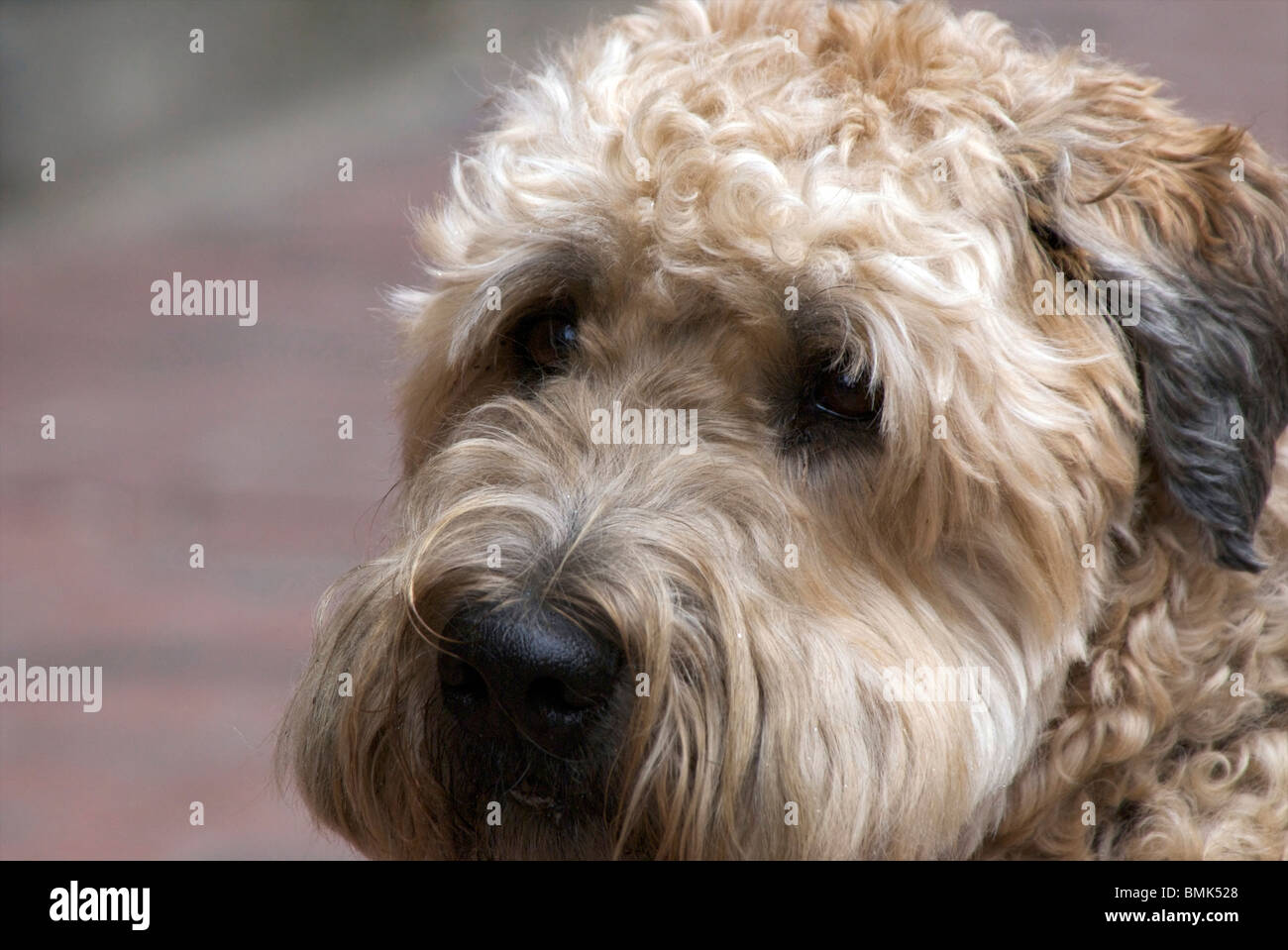 portrait of a dogs face with brown curly hair in the rain Stock Photo -  Alamy