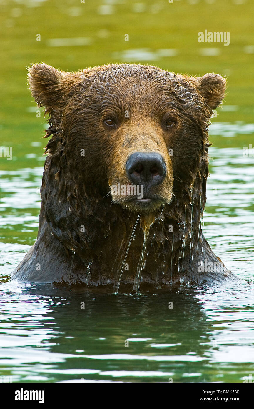 A coastal brown bear emerges from a salmon stream, dripping with water near Geographic Harbor, Katmai National Park, Alaska Stock Photo